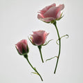Three pink roses on long green stems, photographed against a plain light gray background.